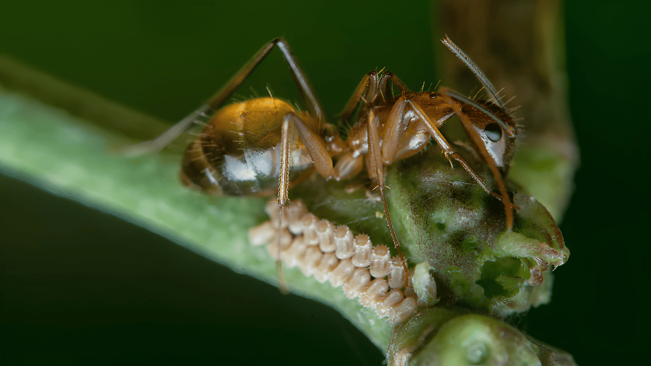 An informative visual comparing pest control and termite control methods, showing treatment tools and inspection processes used to protect homes from different types of infestations.